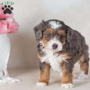 Leo, Mini Bernedoodle Puppy